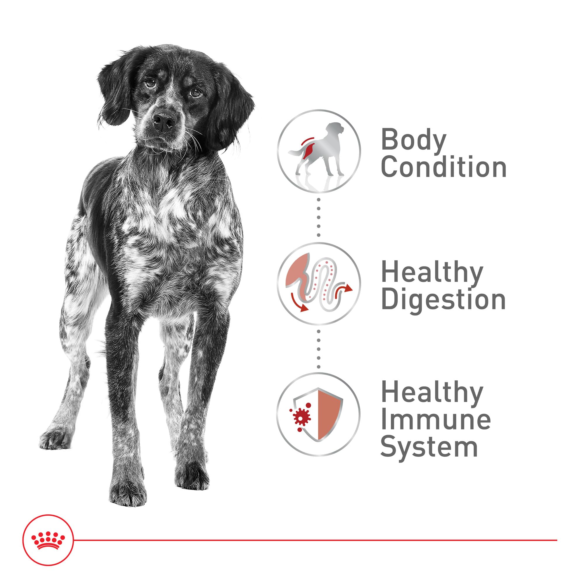 Royal Canin fórmula para perros medianos mayores de 7 años.