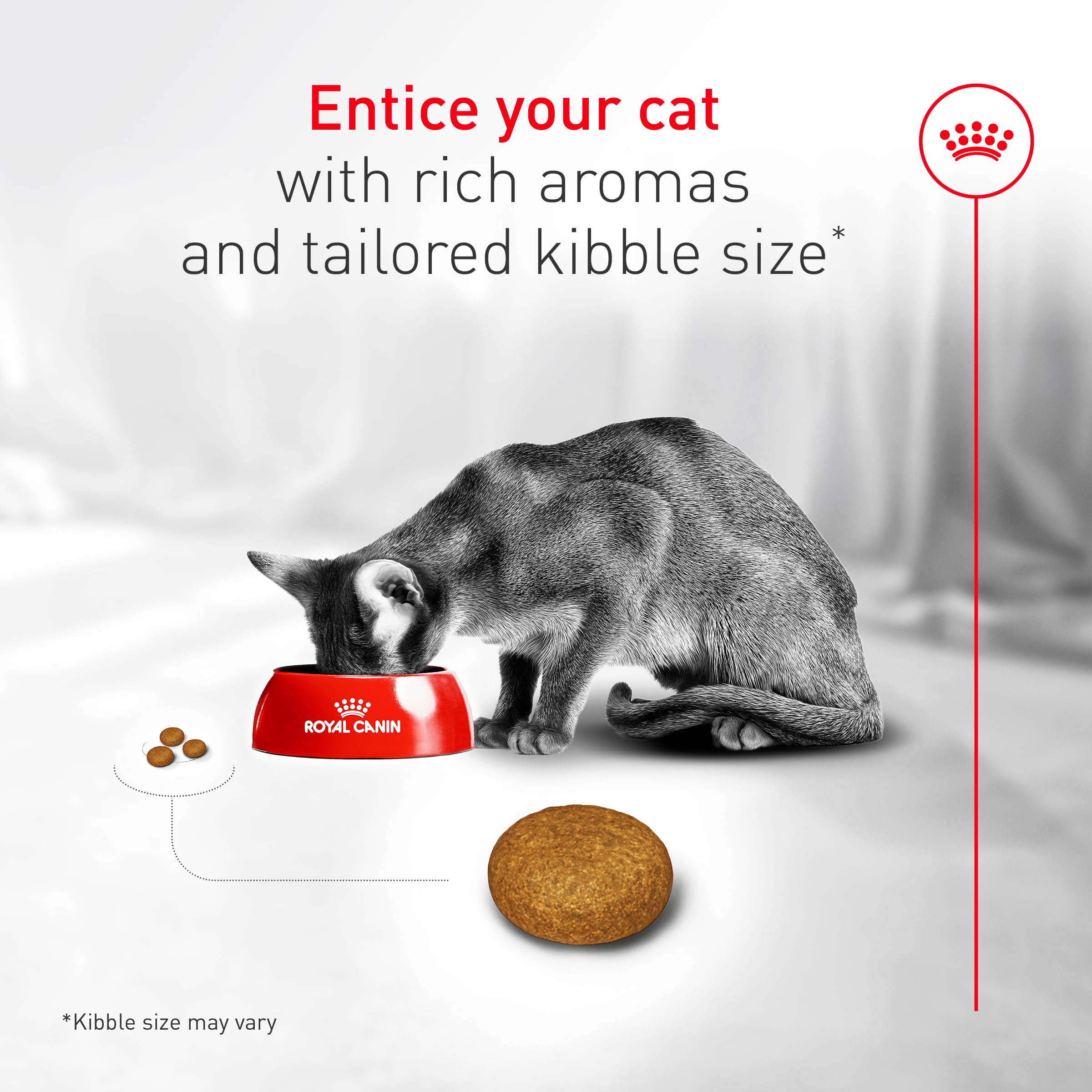 ROYAL CANIN Fussy gato comiendo, muestra interés en la comida.
