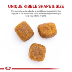 Royal Canin gatito Maine Coon crecimiento saludable gracias a nutrientes clave