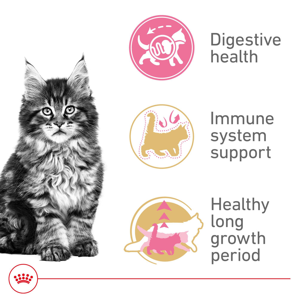 Royal Canin gatito Maine Coon digestión suave por proteínas altamente digestibles