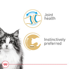 Royal Canin Gato Senior en salsa: textura suave para mandíbulas sensibles.