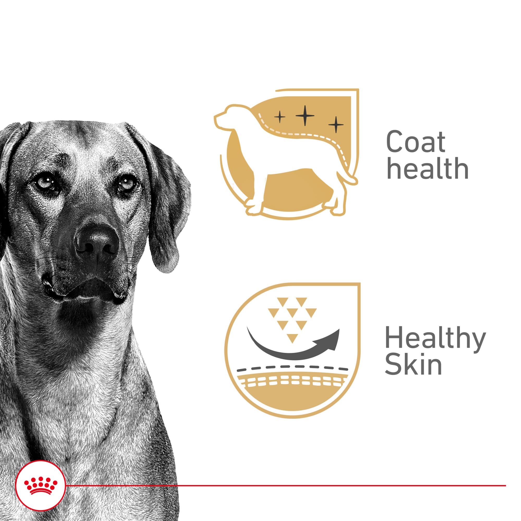 Royal Canin gel-perro-adulto-piel-y-brillo: favorece piel saludable y pelaje brillante.