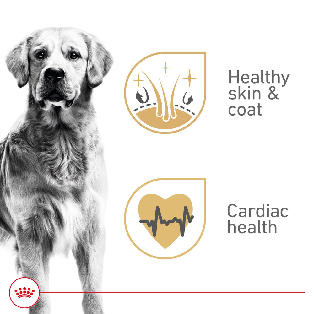 ROYAL CANIN Golden Retriever textura-suave: alimento húmedo con consistencia atractiva para apetito