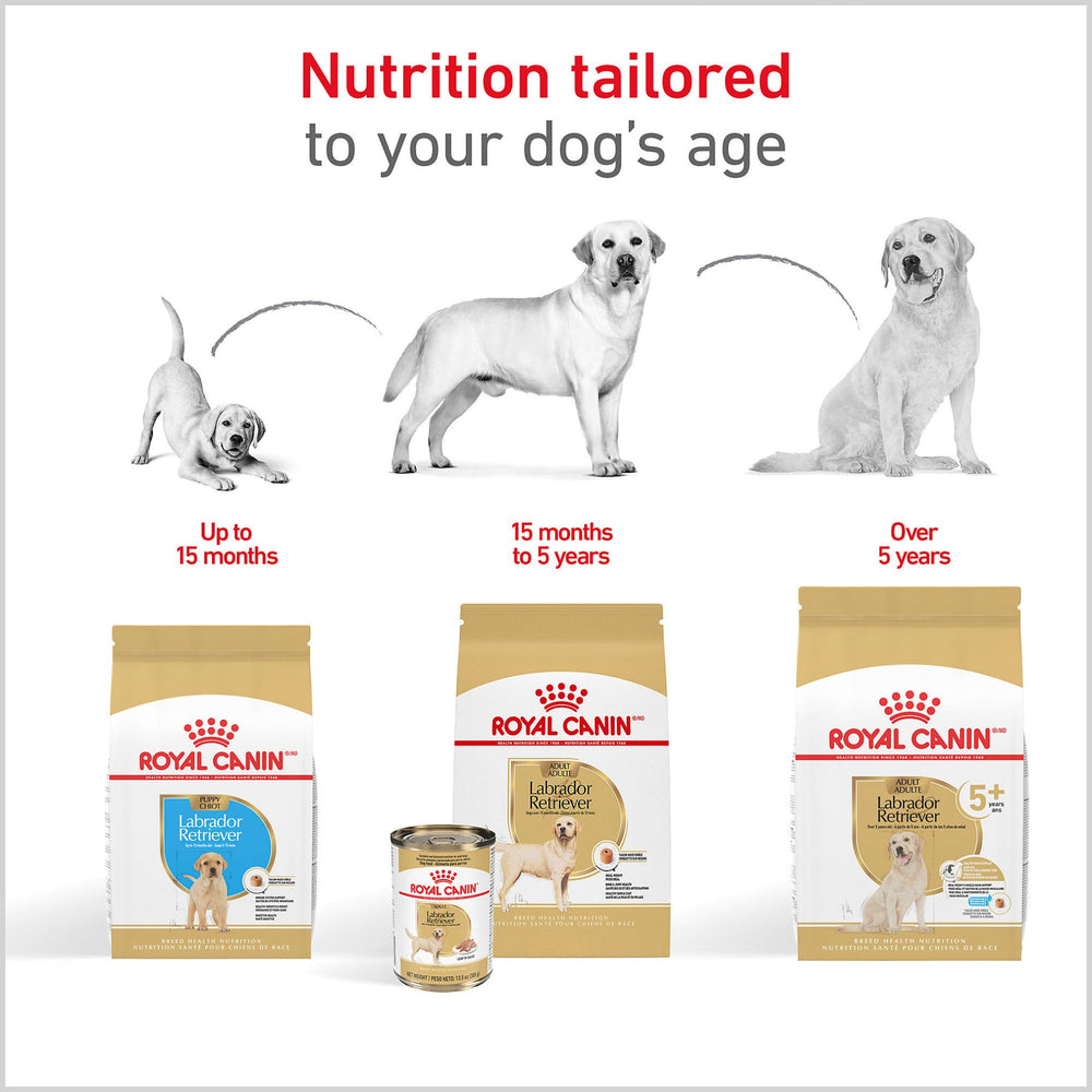 Nutrientes para la barrera cutánea de Labrador de Royal Canin