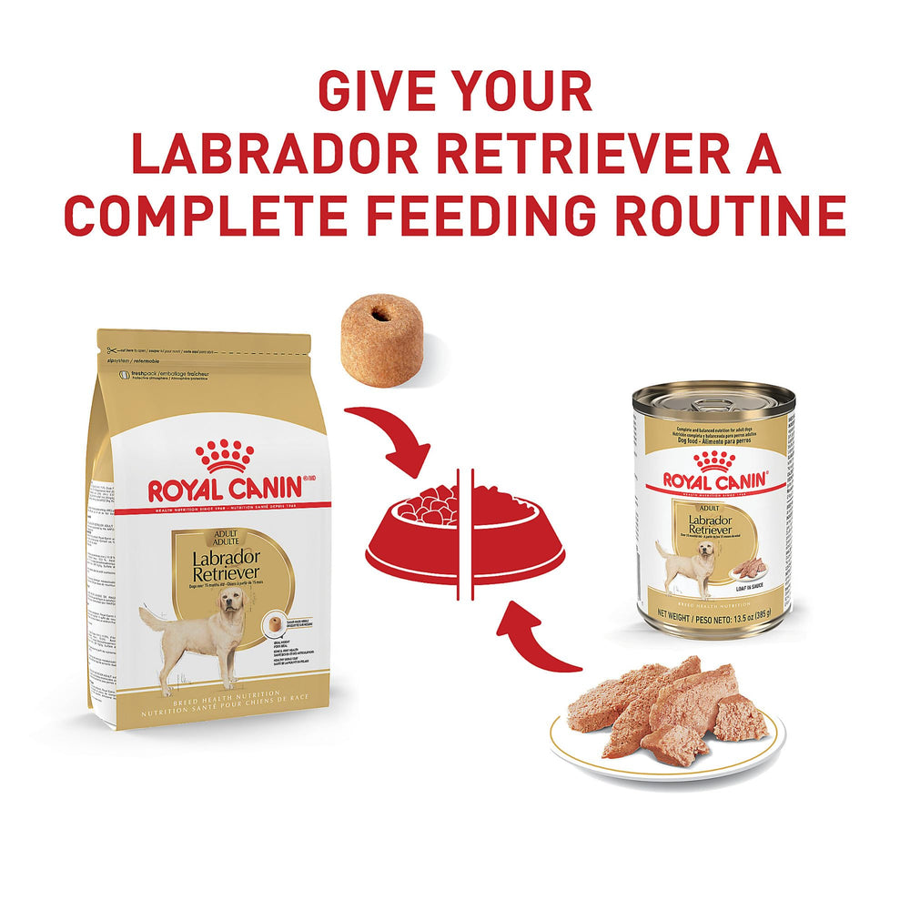 Piel y pelaje saludables en Labrador con nutrición Royal Canin