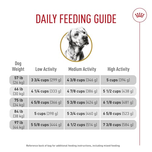 Rutina diaria de alimentación con Royal Canin Labrador Adulto