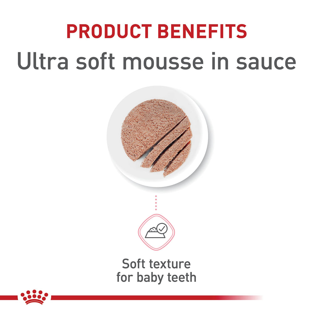 Gatitos probando mousse suave de Royal Canin para crecimiento inicial