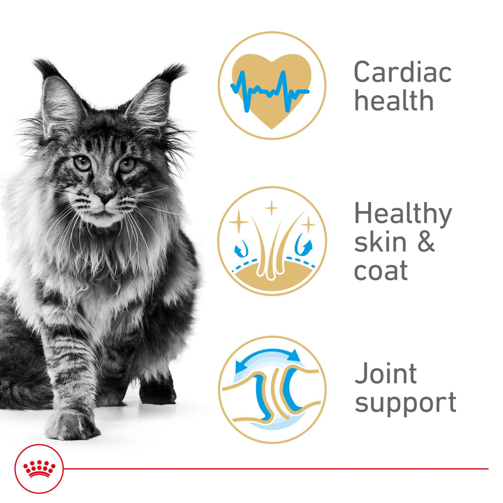 Royal Canin Maine Coon Adulta Seco: detalle de la croqueta de forma cúbica.