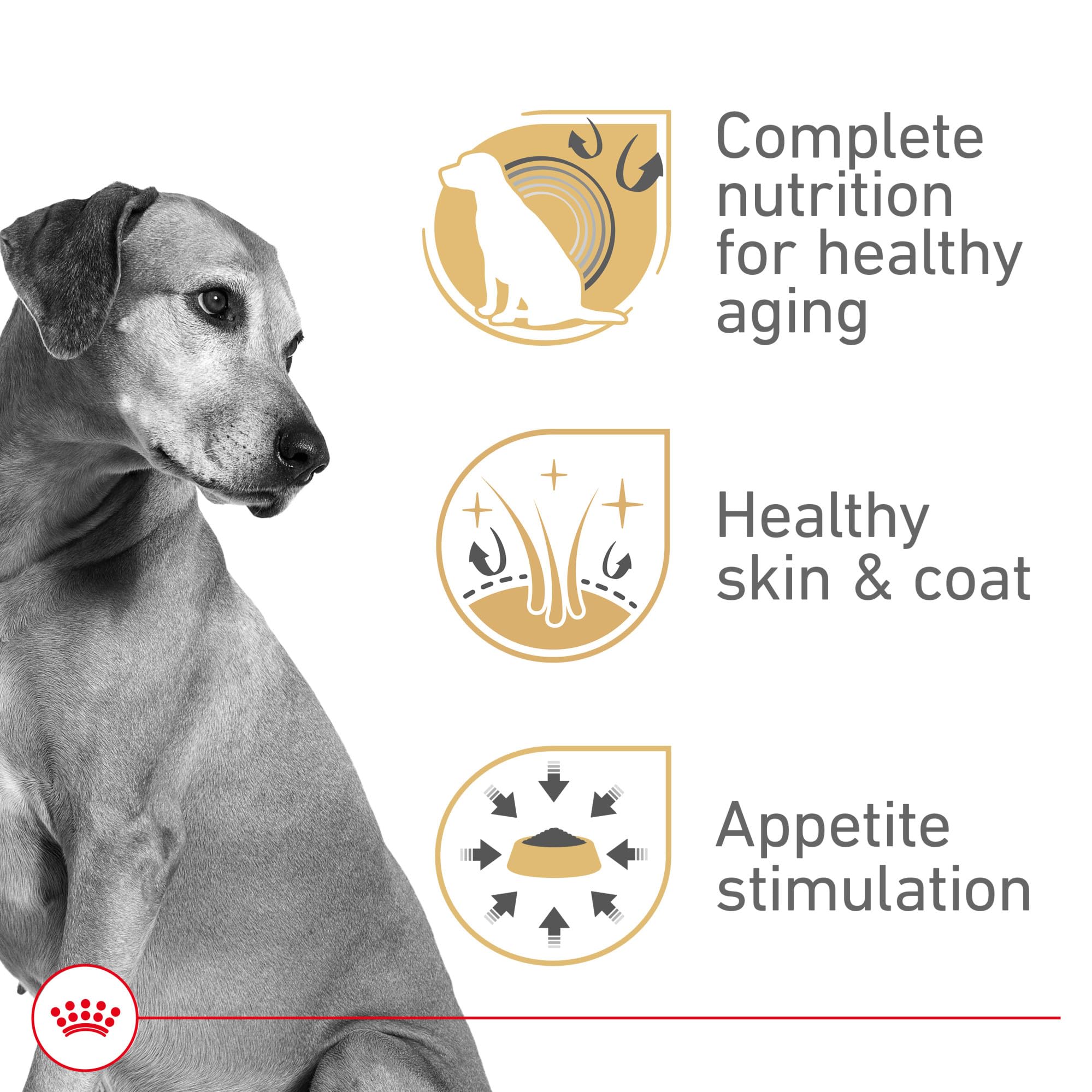 Royal Canin Mature en gel servido en bol, textura suave para degustación.