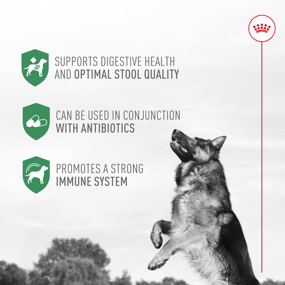 Royal Canin Probioticos: comida seca, mezcla rápida para bienestar digestivo