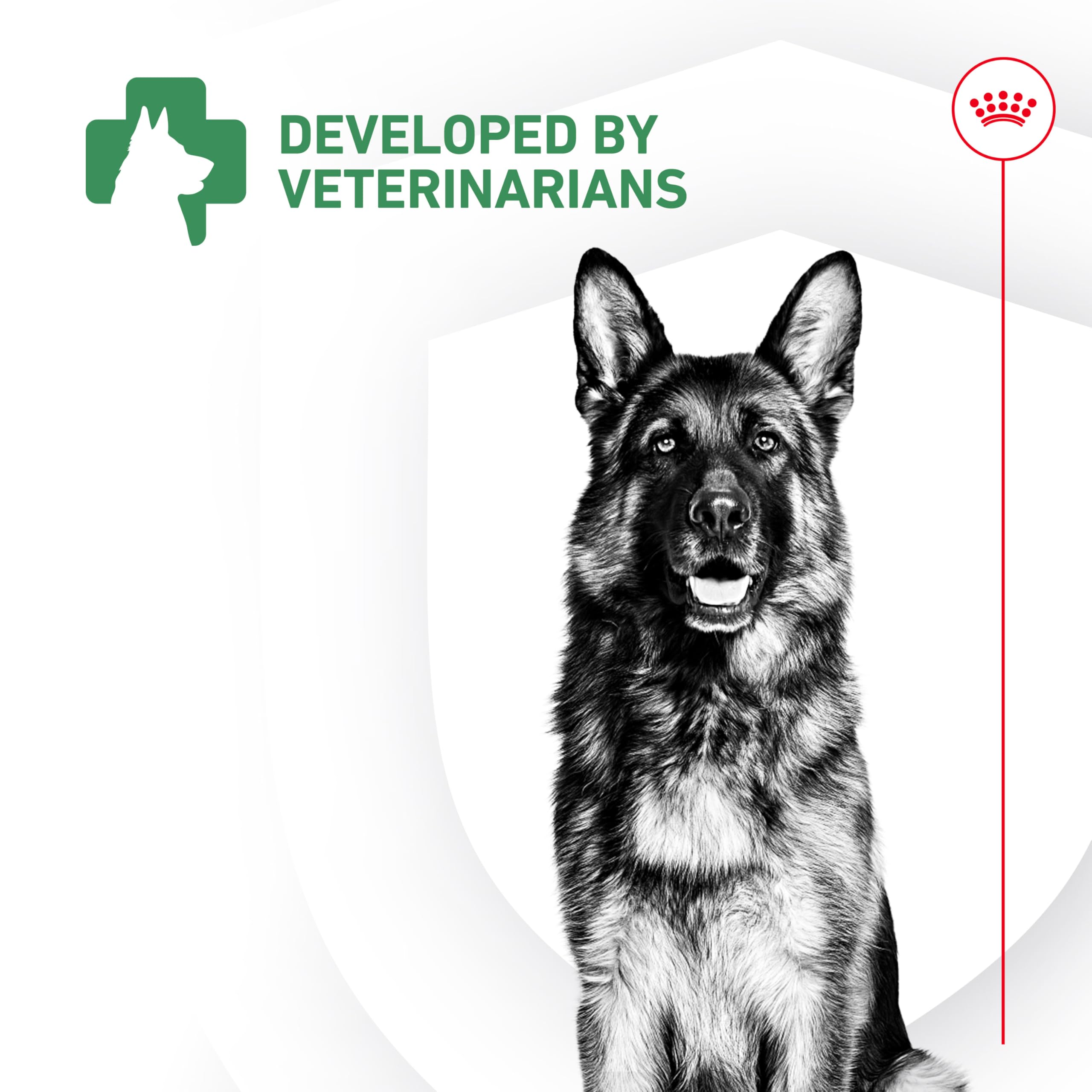 Royal Canin Probioticos: cuenco de alimento listo para mezclar