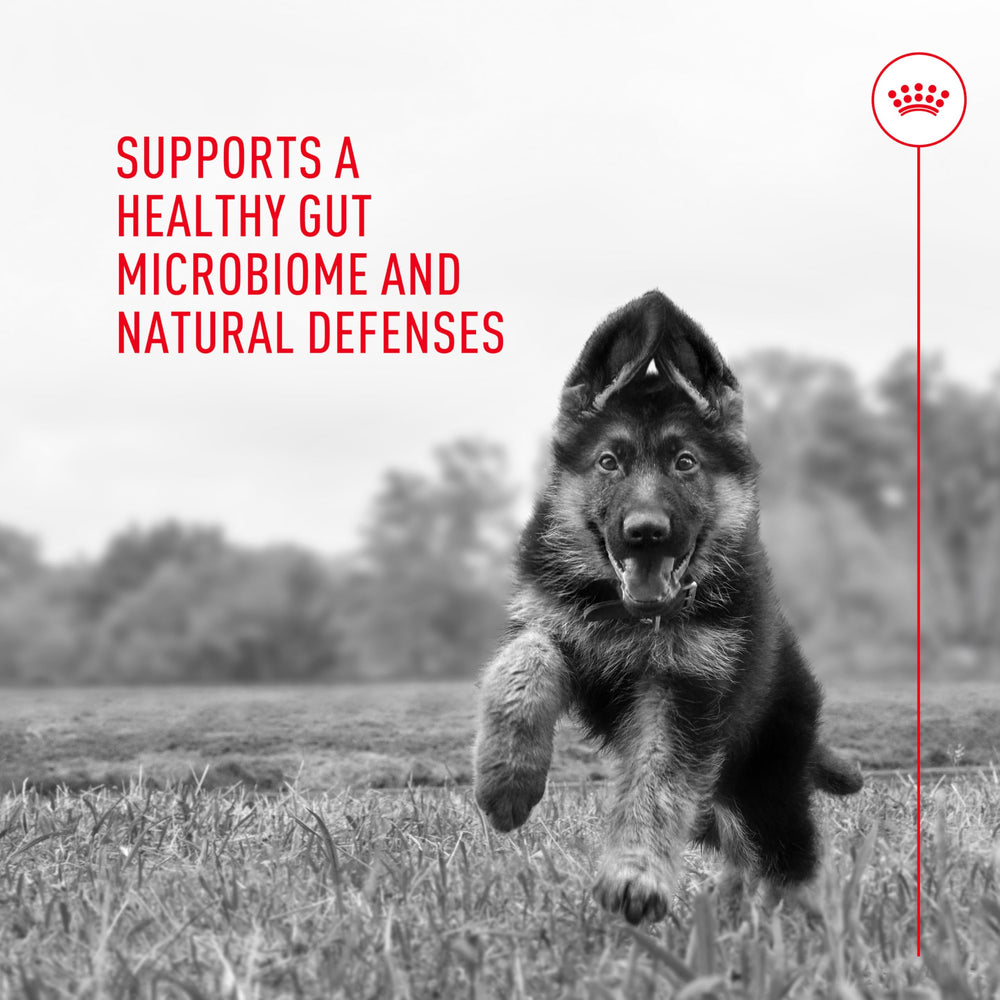 Royal Canin Probioticos: dosis diaria, manejo cómodo