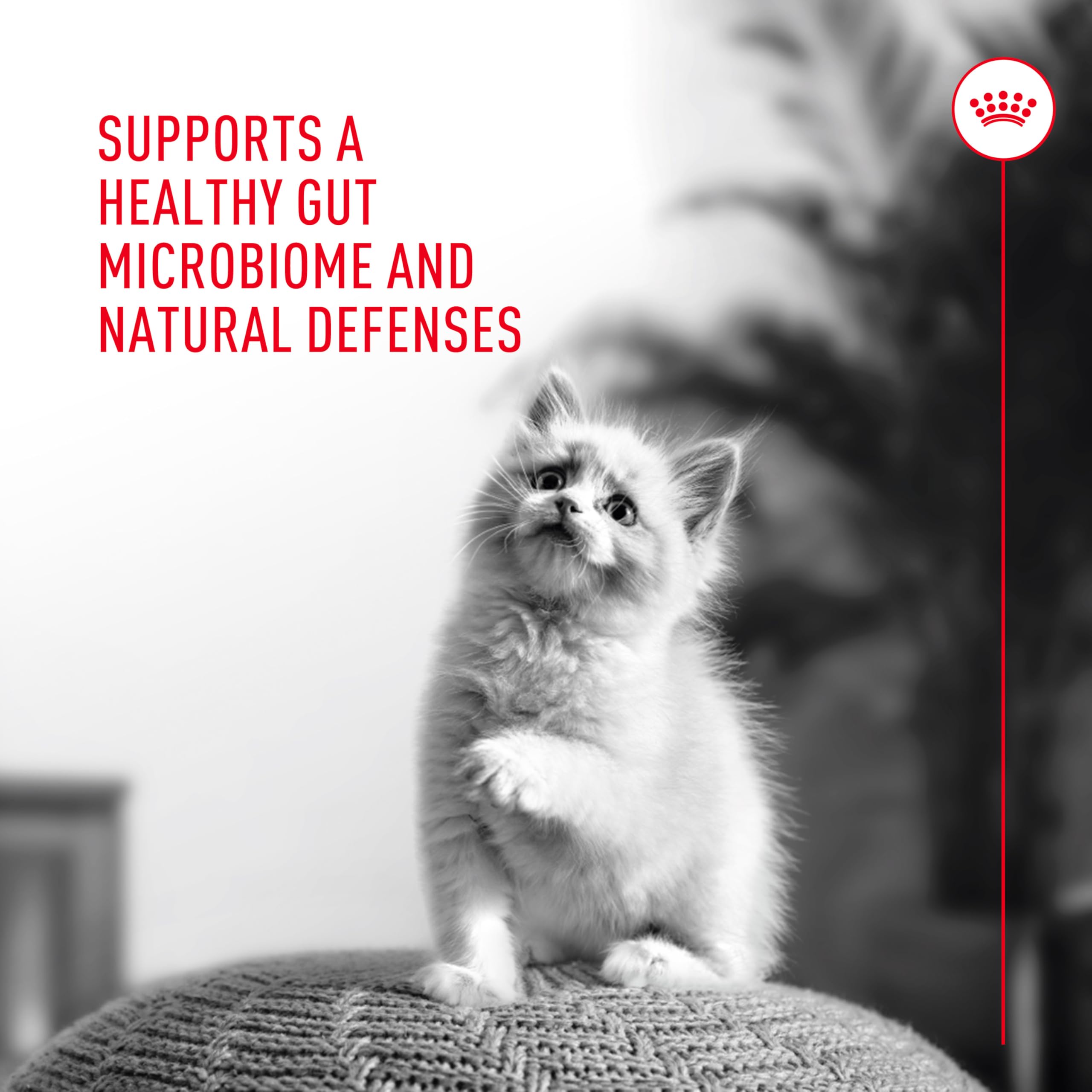 ROYAL CANIN Probiotics para Gatos: desarrollado por veterinarios para el bienestar general