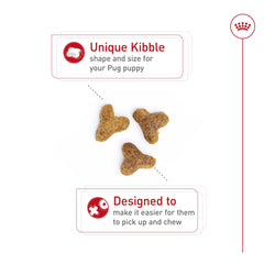 Kibble de Royal Canin Pug Puppy de tamaño pequeño para recoger fácilmente