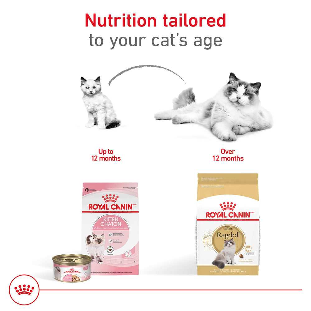 ROYAL CANIN Ragdoll Adult, soporte para articulaciones y salud ósea.