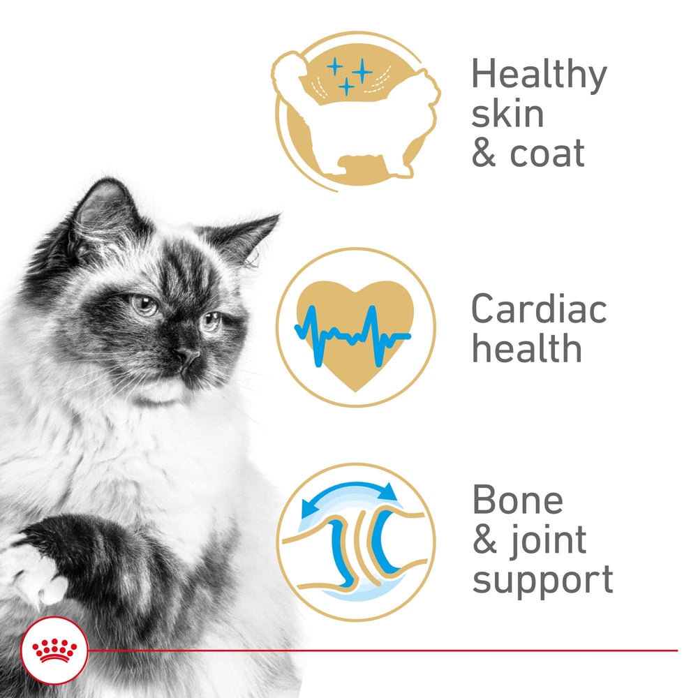 ROYAL CANIN Ragdoll Adult, pelaje brillante gracias a nutrientes clave.