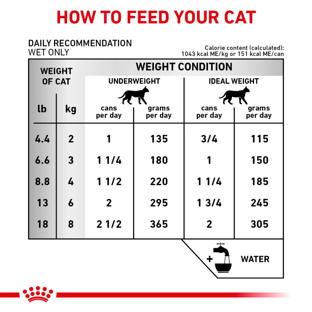 Royal Canin Renal Support E: gato disfrutando la comida para la dieta renal.
