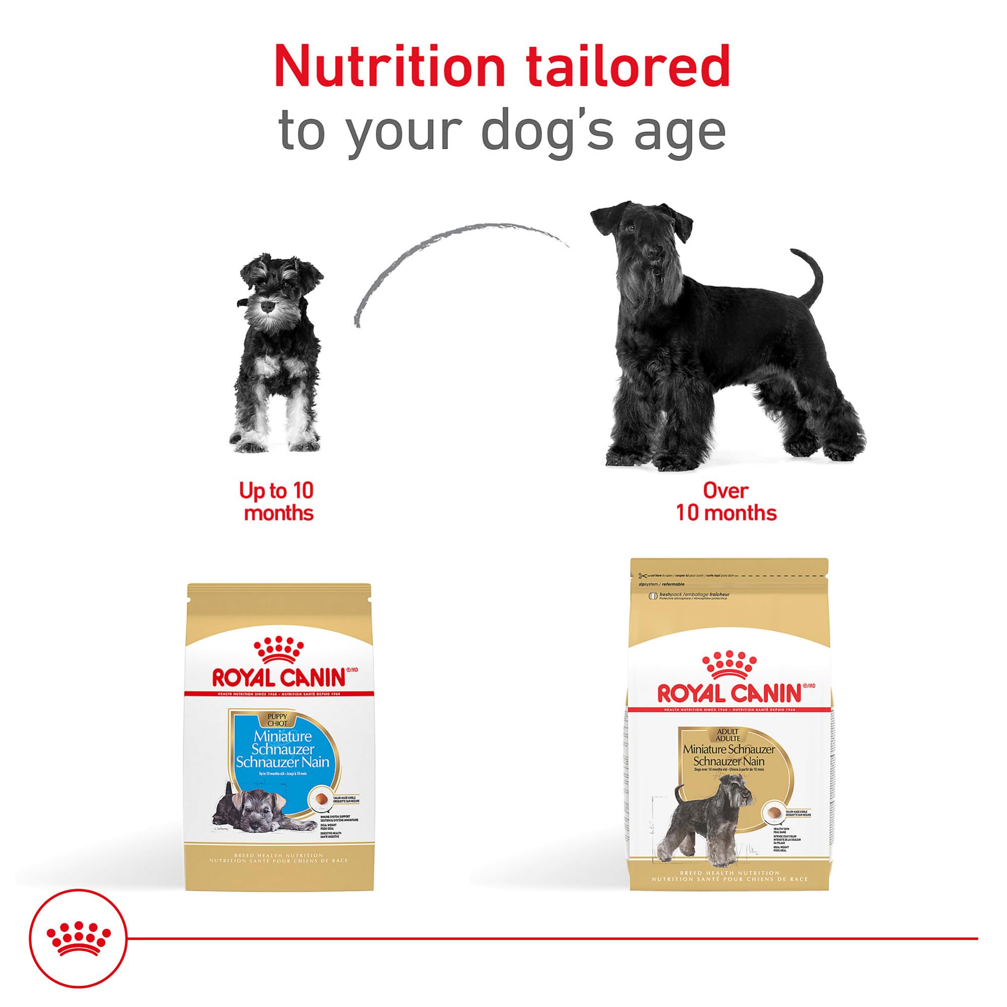 Ritual diario de alimentación para Schnauzer Miniatura con Royal Canin.
