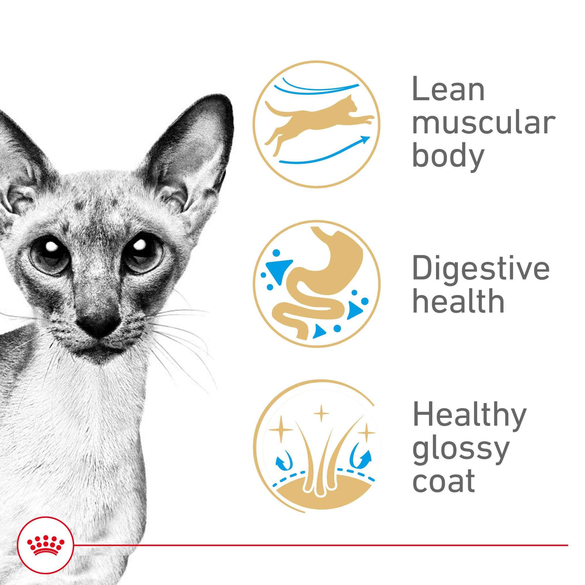 ROYAL CANIN Siamese ojos azules brillantes, resaltando la mirada característica.