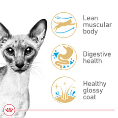 ROYAL CANIN Siamese ojos azules brillantes, resaltando la mirada característica.