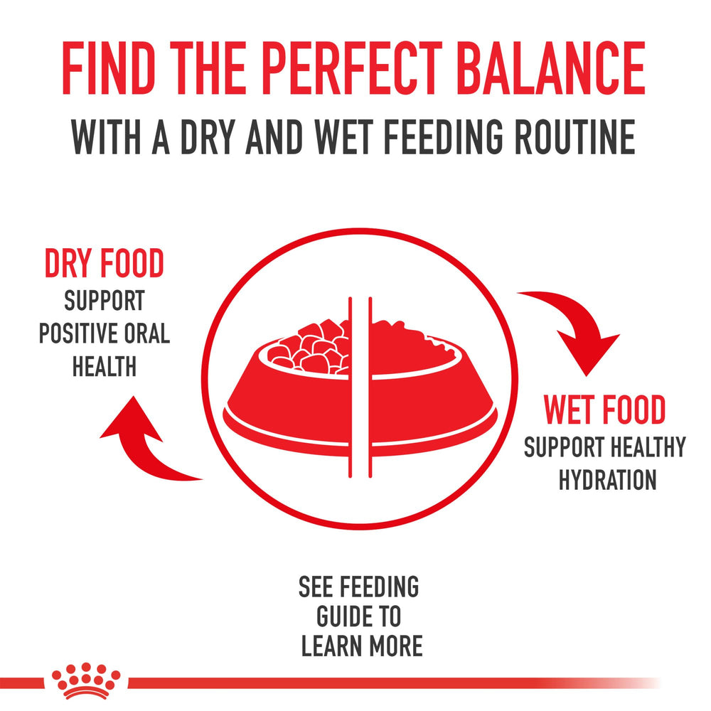 ROYAL CANIN Siamese pelaje satinados y sanos con brillo natural.