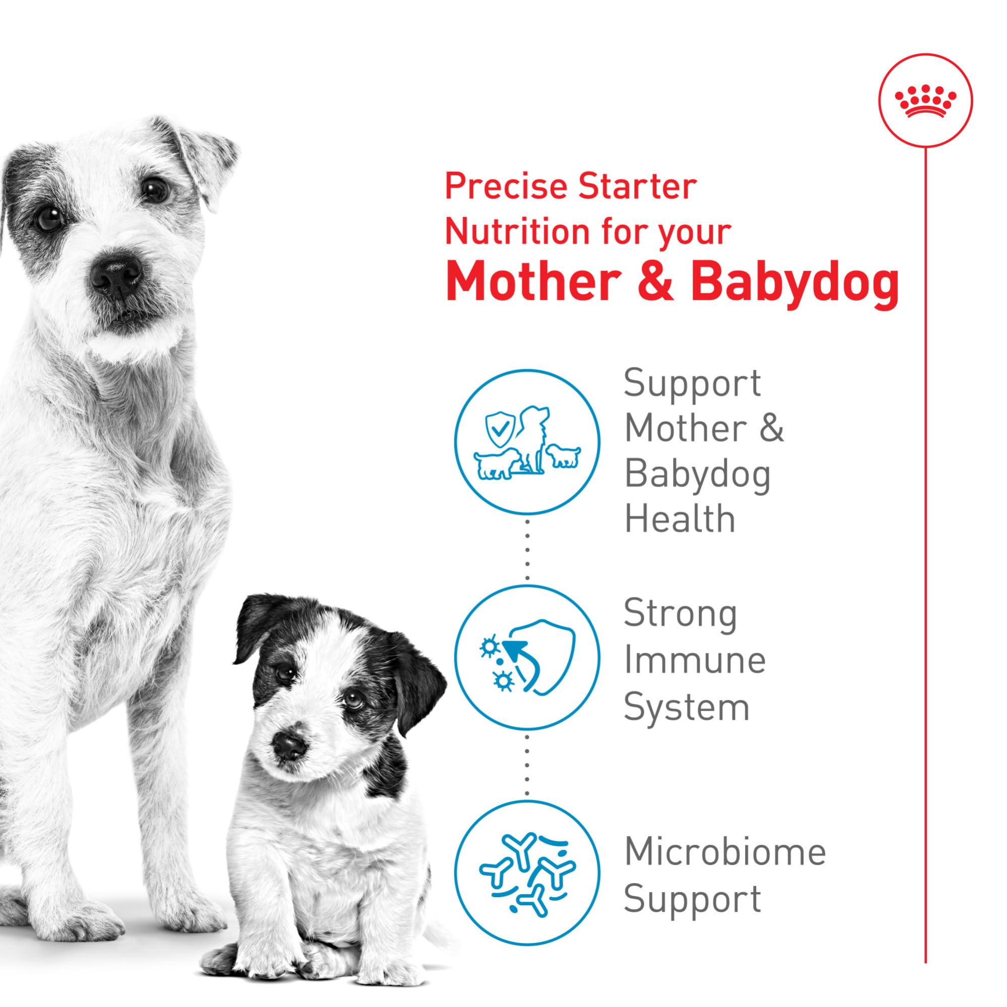 Consistencia tipo puré de Royal Canin Small Starter para lactancia y destete.