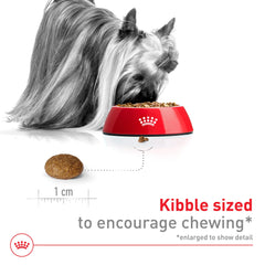 Royal Canin Tamaño Extra Pequeño 8+ Senior fórmula con antioxidantes y prebióticos.