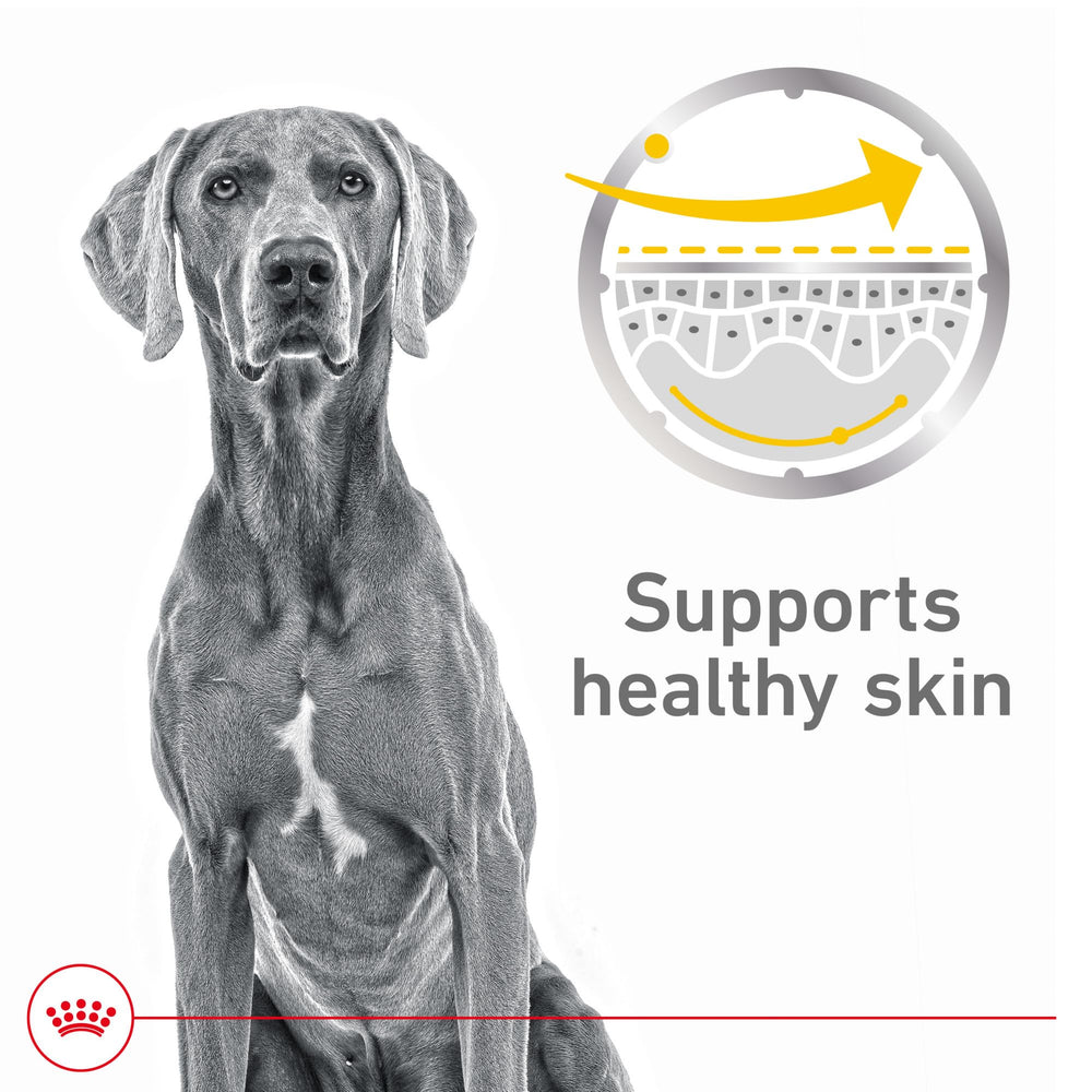 Royal Canin Textura lonja en salsa: trozos tiernos para piel sensible.