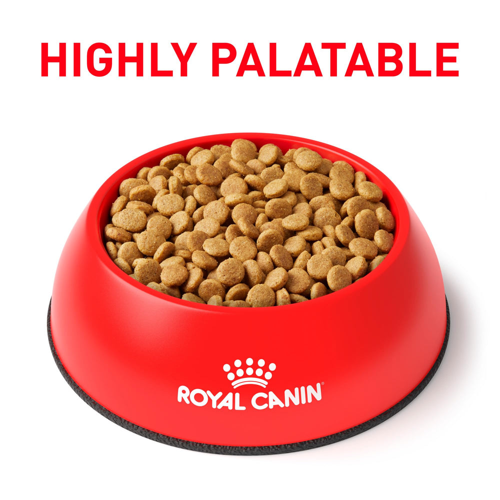 Croquetas de Royal Canin Urinary SO para perro pequeño, favorecen la masticación y la higiene dental.