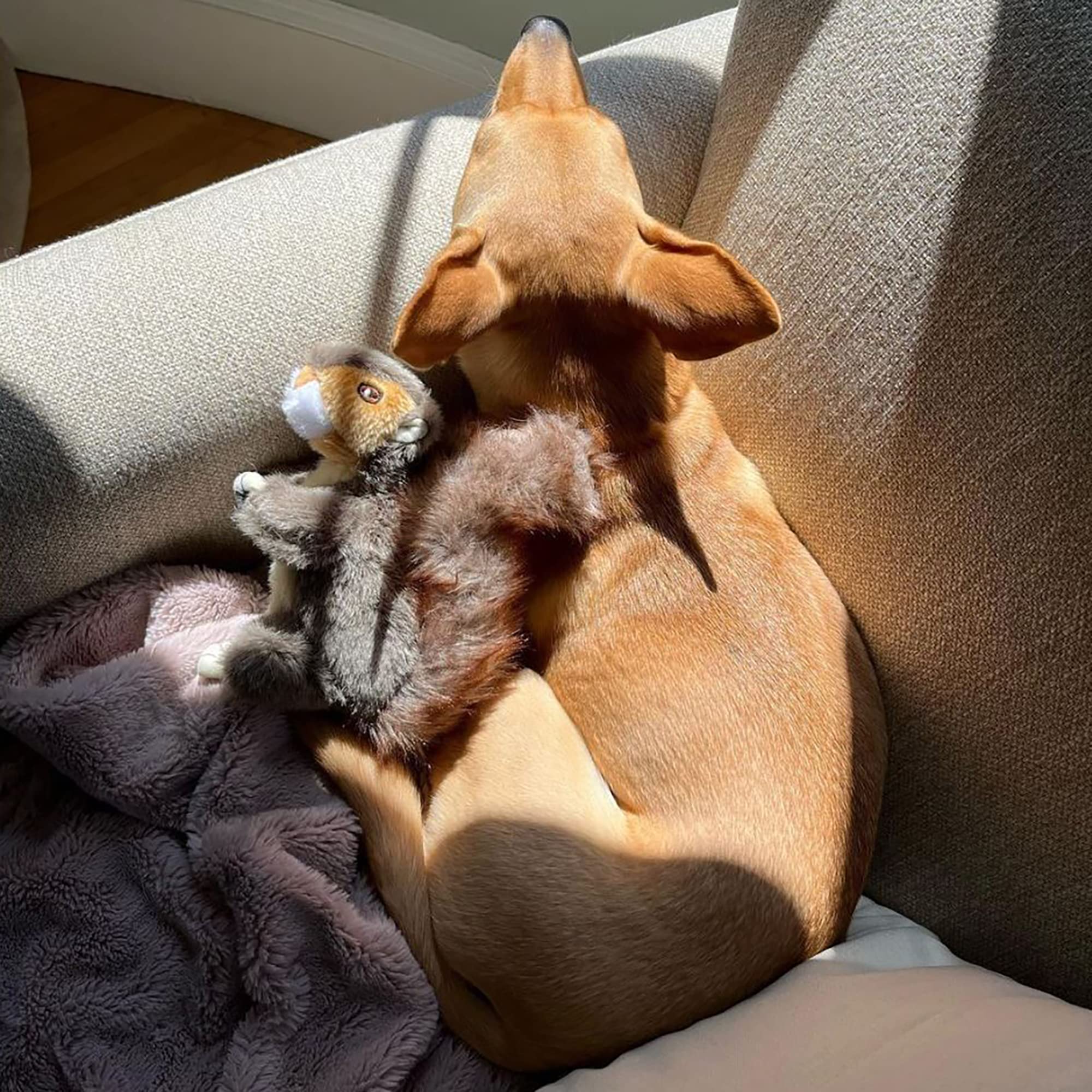 Ruffin' It Juguete para perros de varios tamaños, ideal para perros pequeños a grandes.