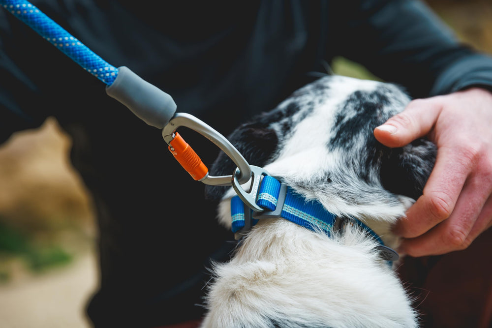 Knot‑a‑Leash ideal para senderos y terreno irregular.
