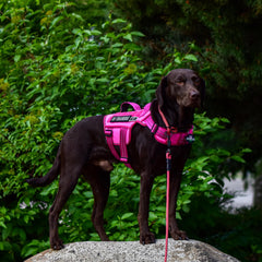 RunFido arnés medio con dos anillos y asas de nailon para control seguro.