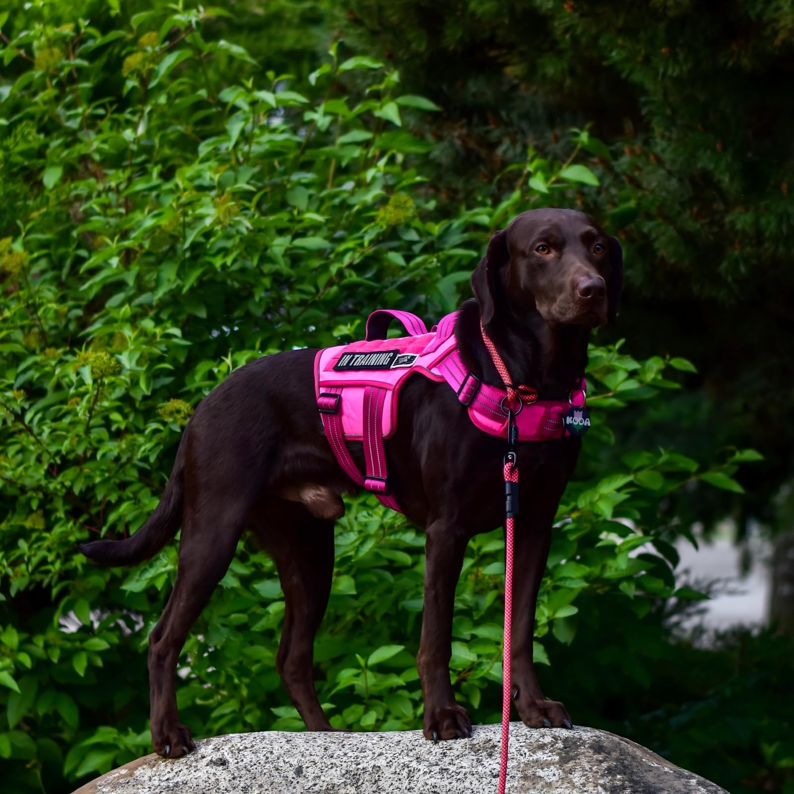 RunFido arnes con sistema MOLLE para accesorios practicos