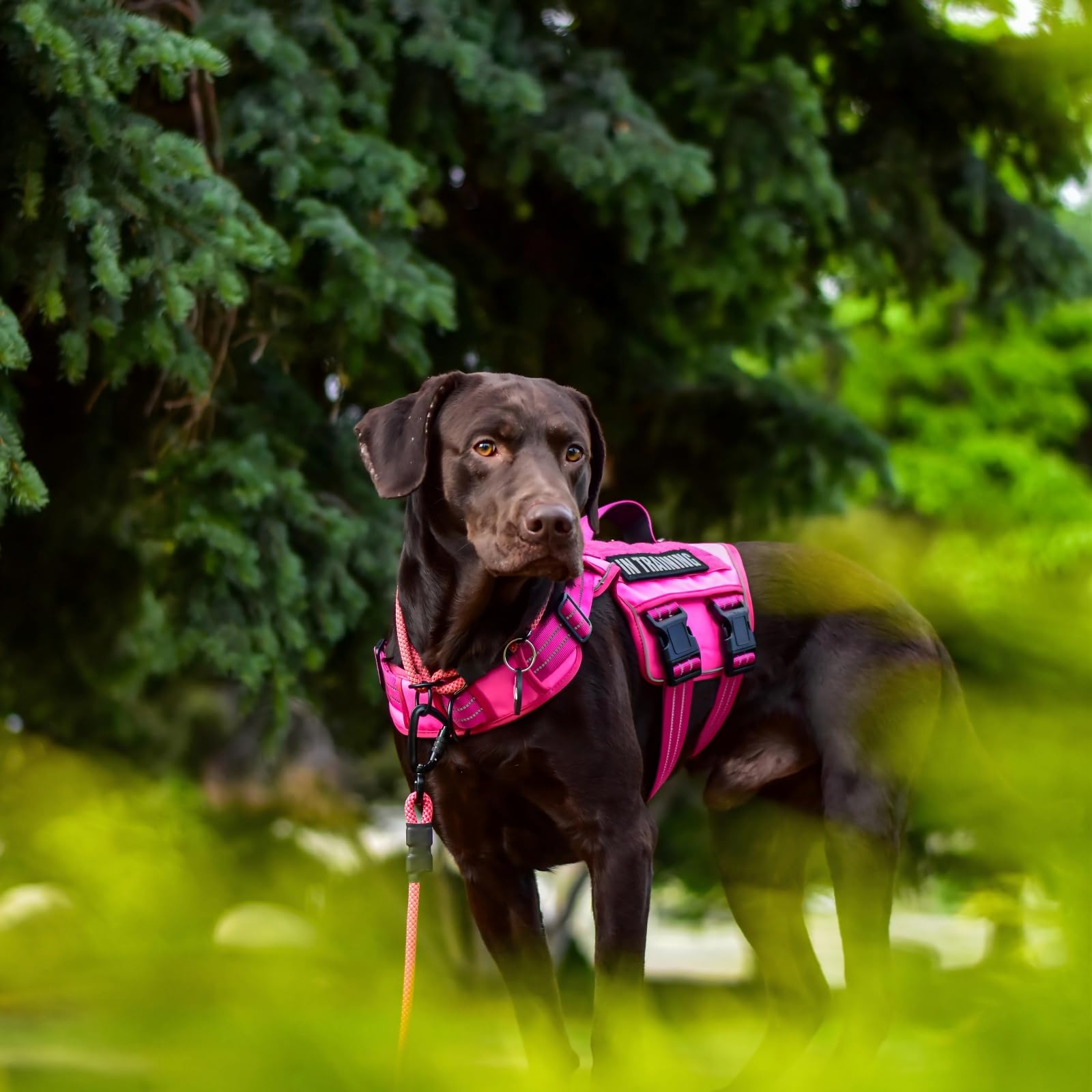 Arnés táctico RunFido con sistema Molle para accesorios
