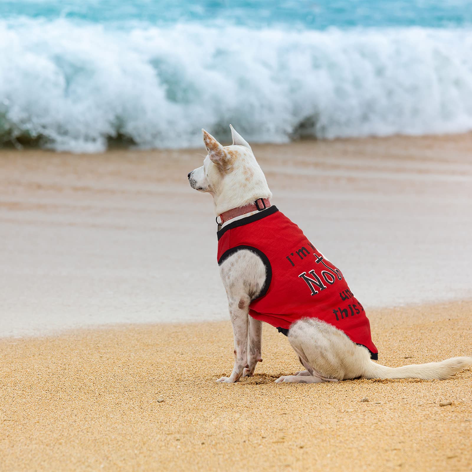 Disfruta paseos familiares con camisetas Saintrygo para mascotas