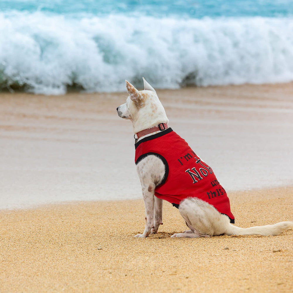 Disfruta paseos familiares con camisetas Saintrygo para mascotas