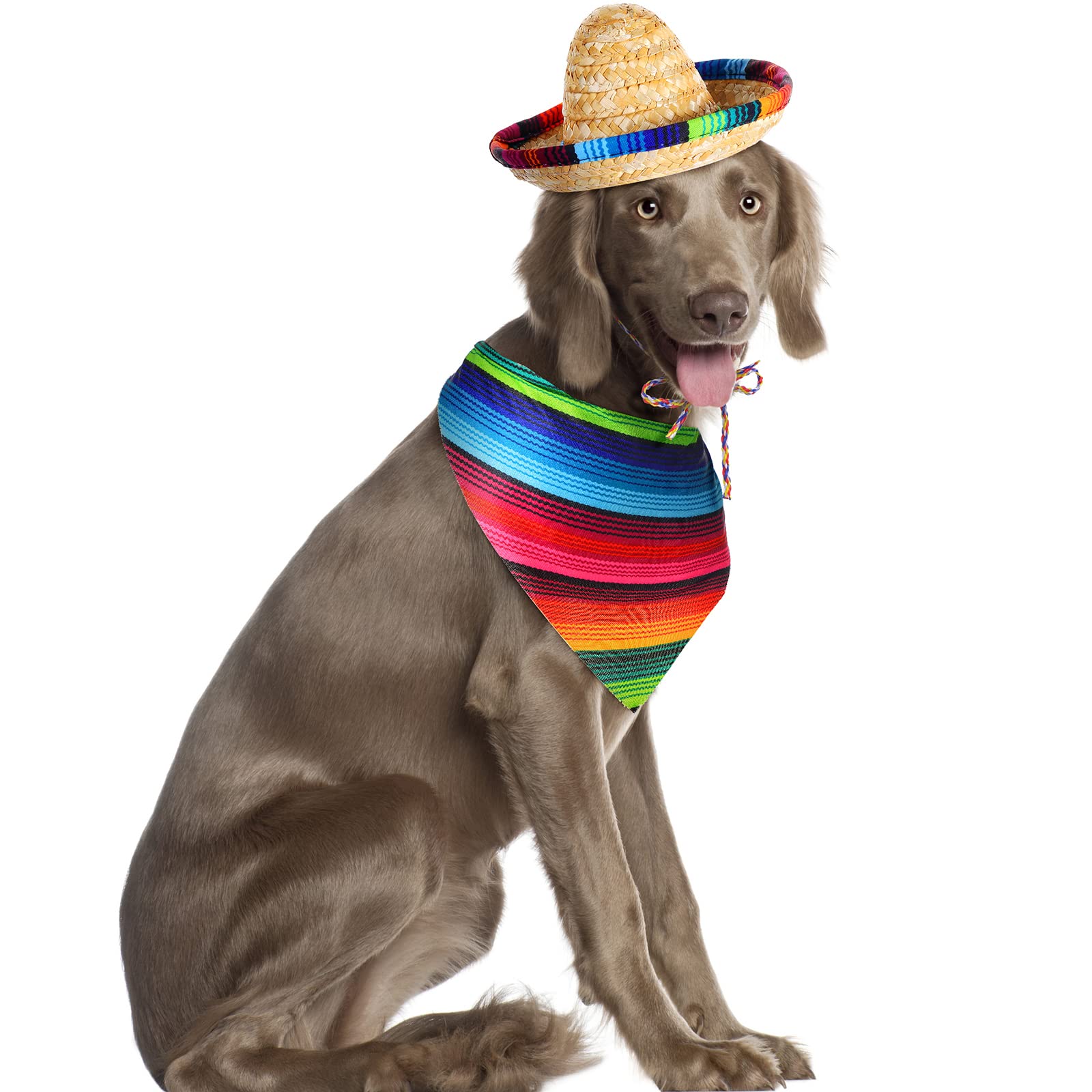 Escena festiva Saintrygo: perro con sombrero para Cinco de Mayo.