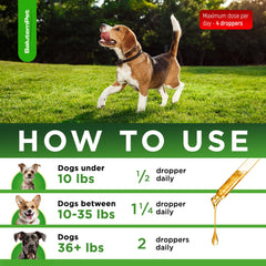 SalutemPet antibiótico en agua para perros, opción conveniente durante el día.
