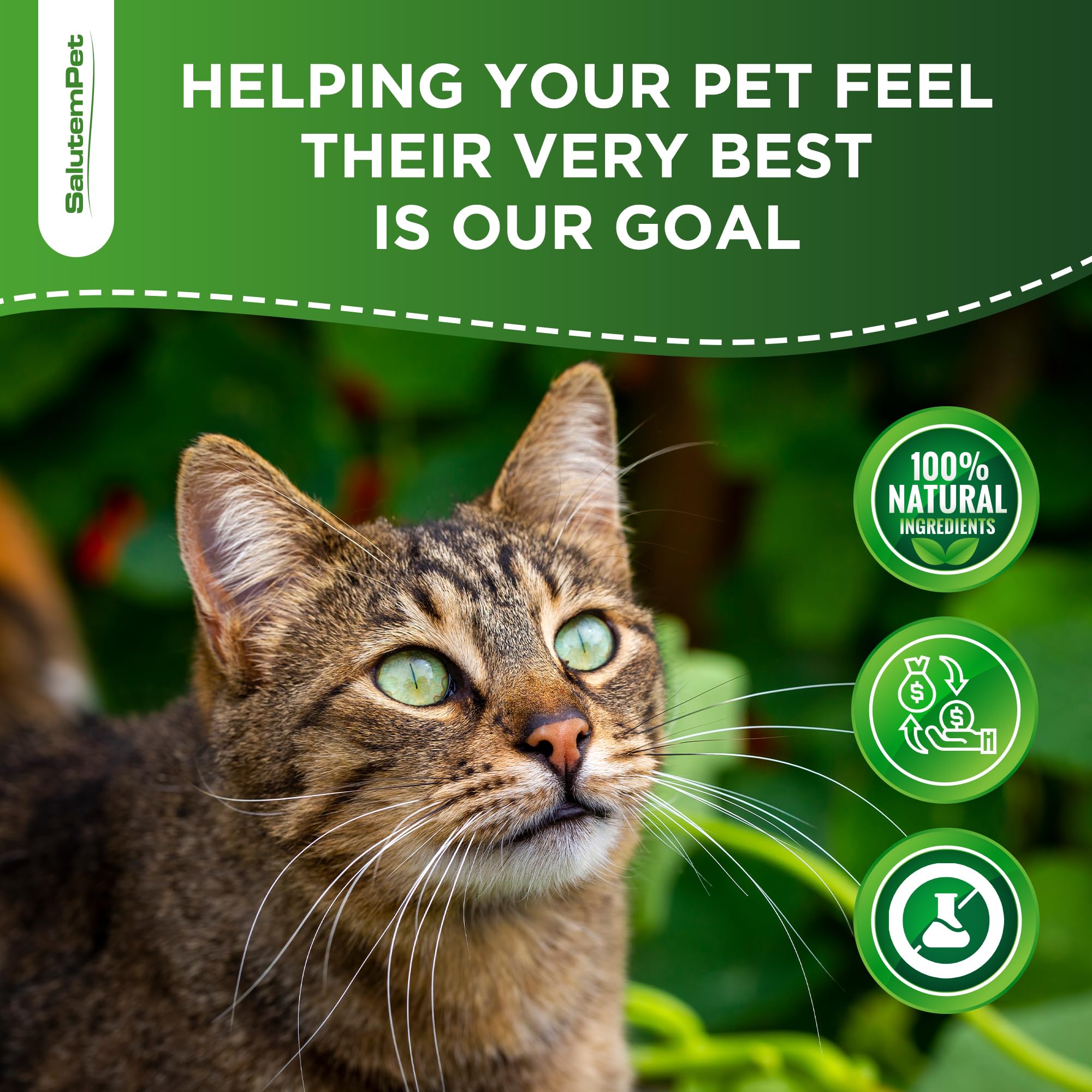 SalutemPet probióticos para gatos caja-presentación: producto empacado con cuidado.
