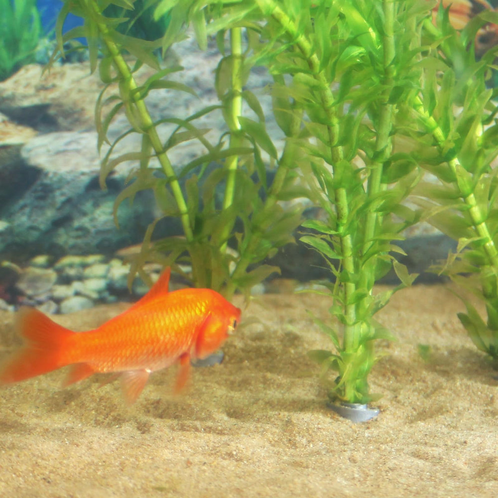 SANJHFF fijación de plantas en acuario: apariencia ordenada y raíces más firmes.