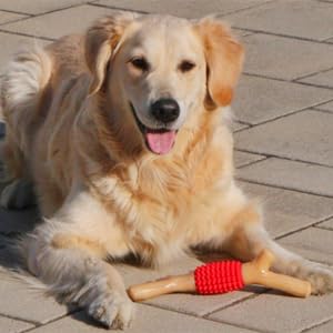 SCHITEC Fomenta juego interactivo y paseos con perros activos grandes.
