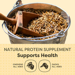 Scratch and Peck Grubs: proteína alta de hasta 40%, sostiene plumas y crecimiento.