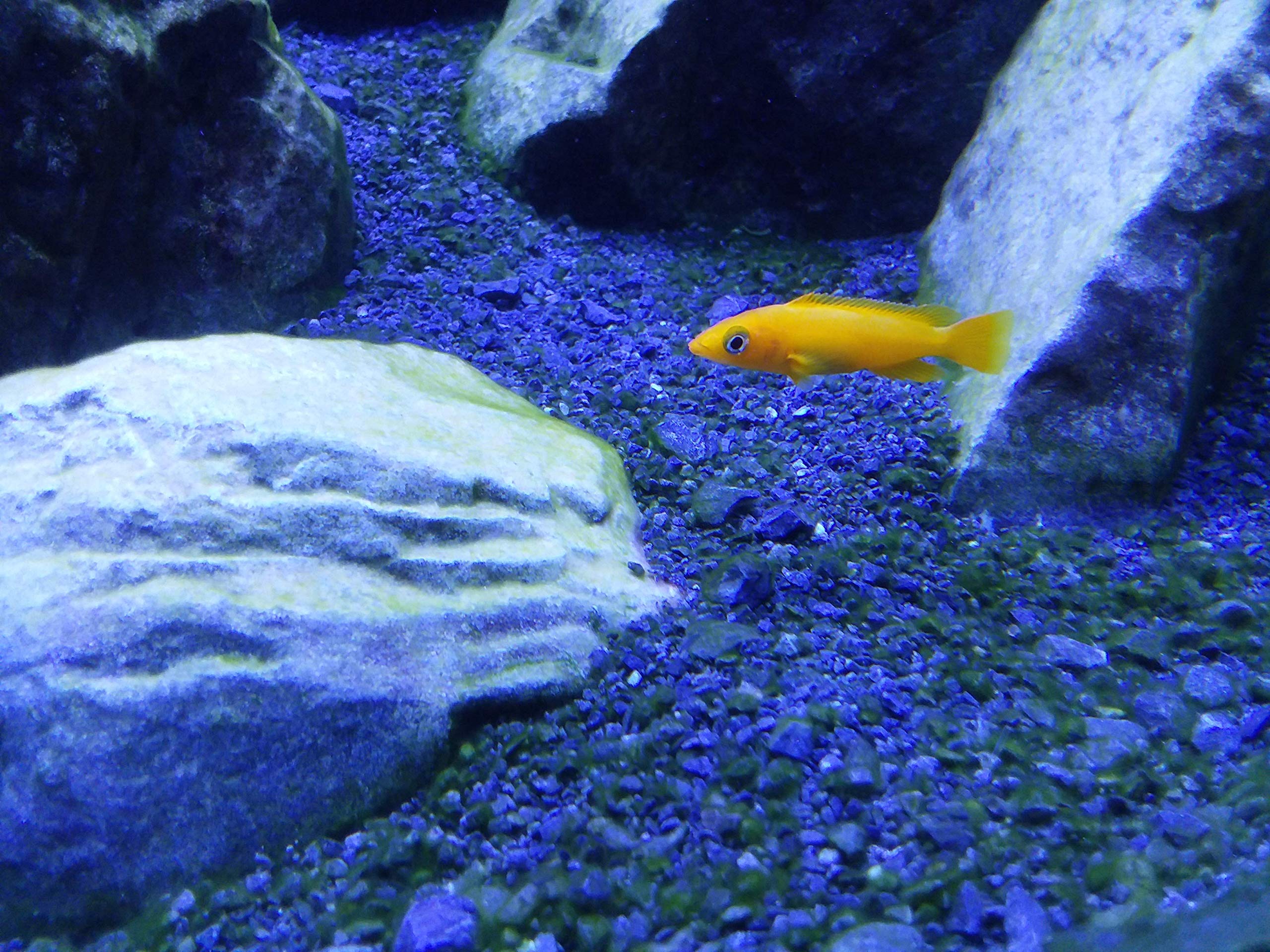 Seachem Cichlid Lake Salt preparado para cambios de agua