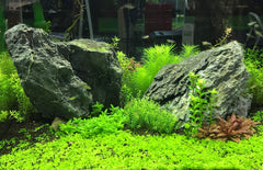 Seachem Flourish Iron, detalle de etiqueta, muestra la facilidad de uso para mantener plantas saludables