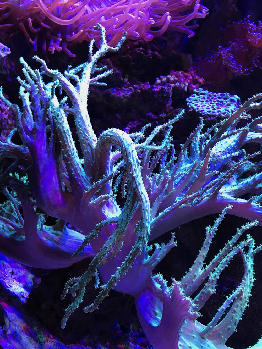 PhosGuard aplicado en filtro de acuario para flujo óptimo y filtración eficaz.