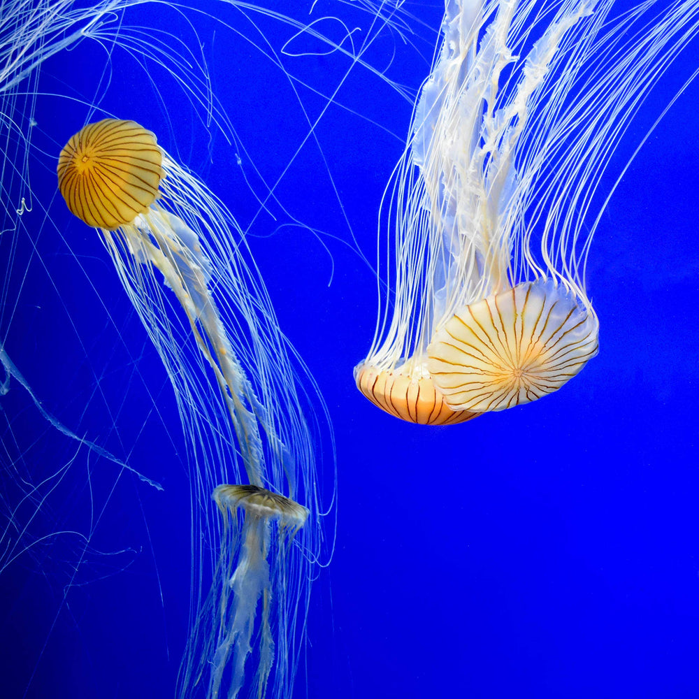 Seachem Prime dosis doble si cloramina alta