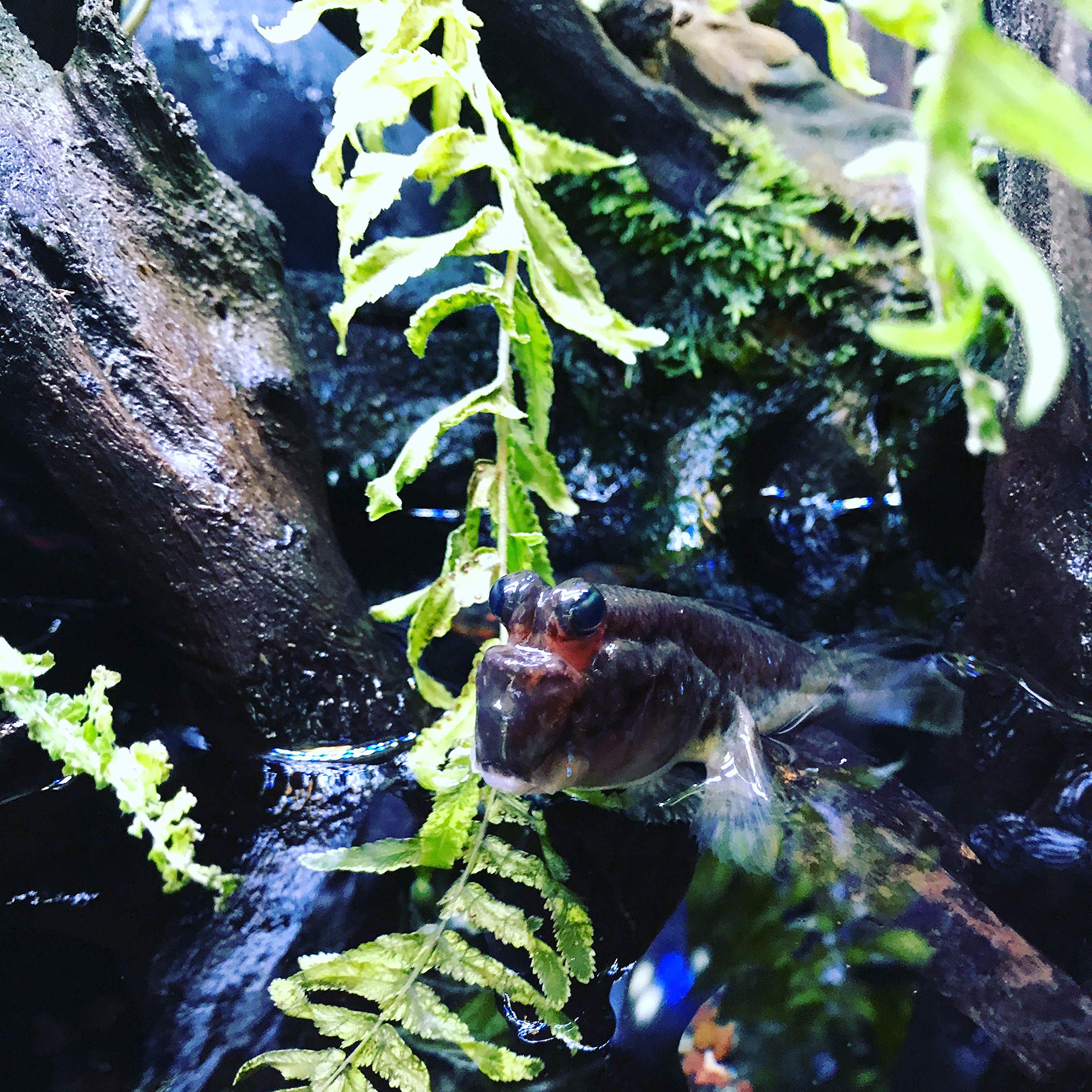 Seachem Prime vertido en agua nueva para acuario
