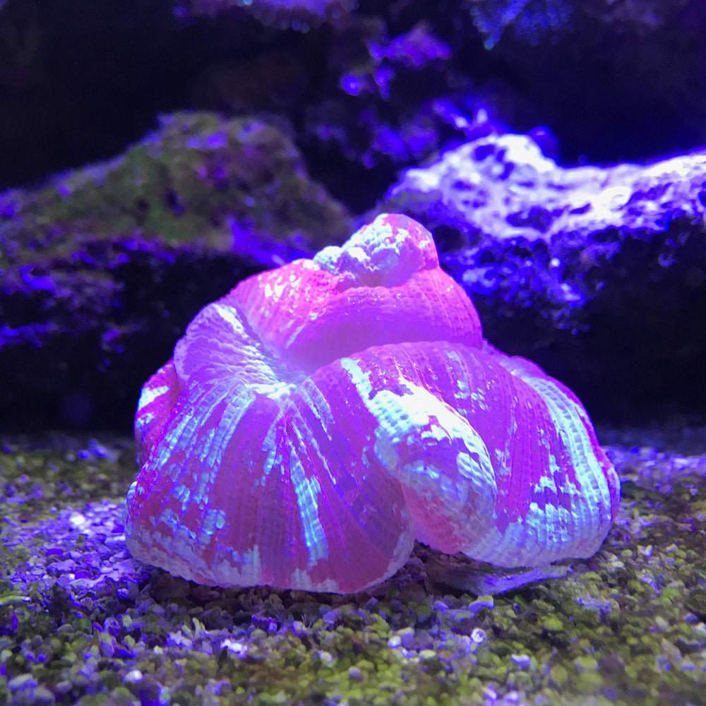 Uso diario de Seachem Reef Buffer para una dosificación precisa en arrecifes.
