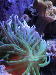 Seachem Reef Calcium, dosificacion: facilita la gestión de calcio en acuarios
