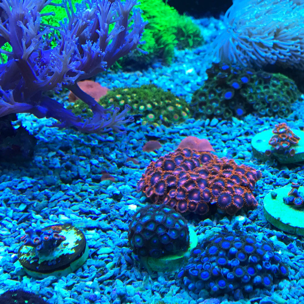 Seachem Reef Dip aplicacion en coral para cuidado preventivo y seguro.
